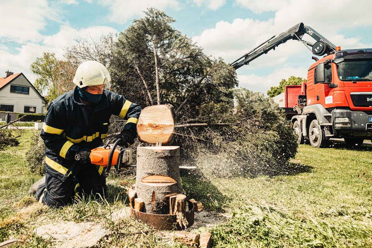 Best Tree Stump Removal  in Pevely, MO